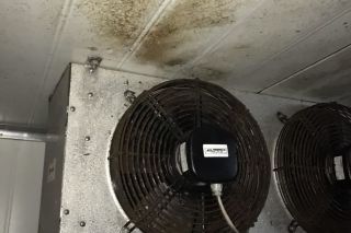 How to Prevent Mold in Cold Room