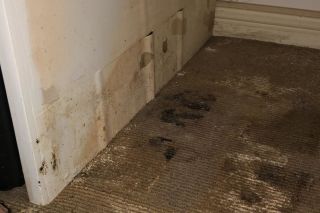 Don't Ignore Mould In The Home