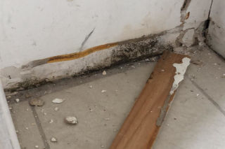 Common DIY Mould Removal Mistakes