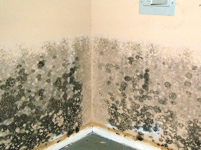 Black Mold - Stachybotrys  Where is it found and what to do