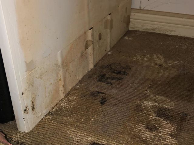 Don't Ignore Mould In The Home - NLR